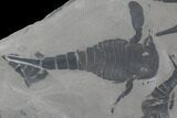 Fossil Eurypterus (Sea Scorpion) Multiple - New York #86787-1